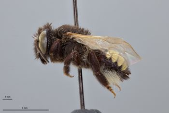 Media type: image;   Entomology 791110 Aspect: habitus lateral view